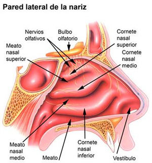 Obstruccion-nasal-1